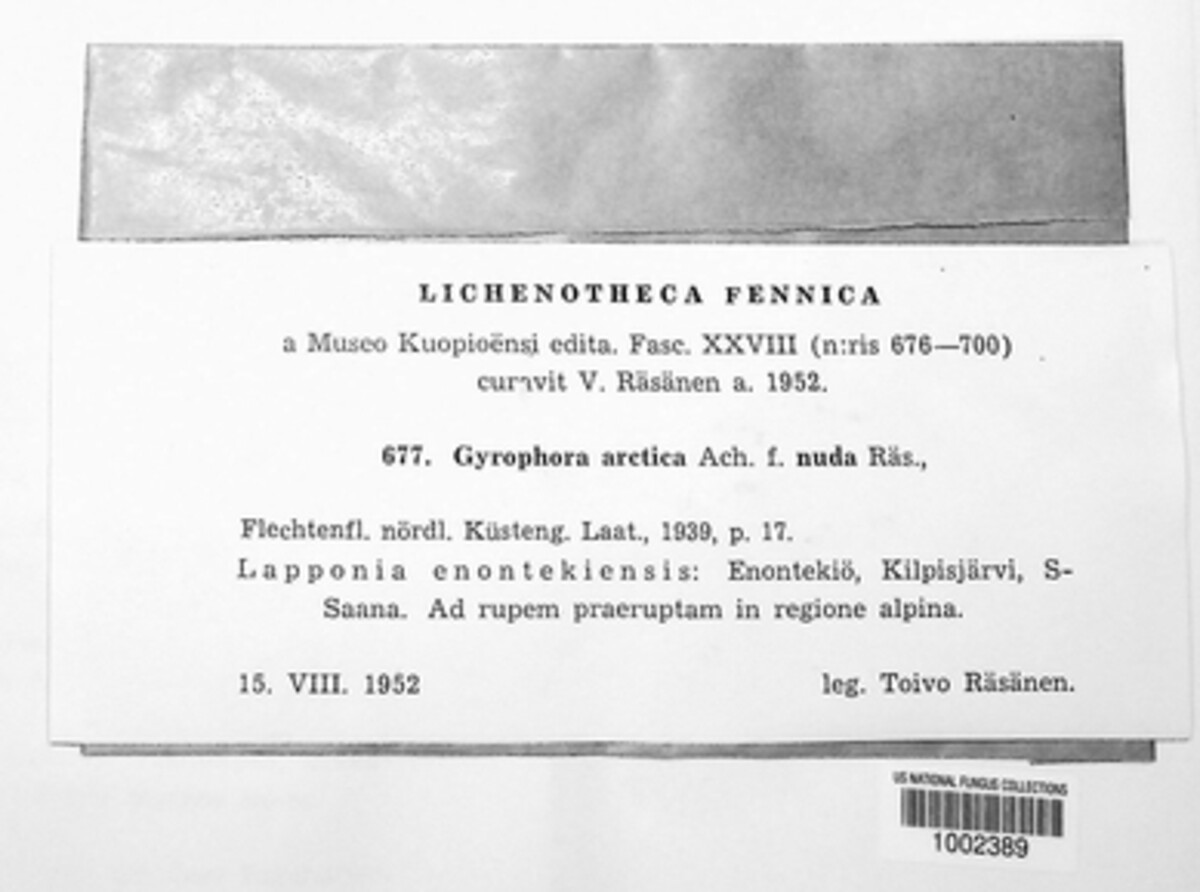 Umbilicaria arctica image